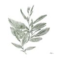 Picture of Leafy Look I _GroupedProduct_Square_Unframed_Print_Only_