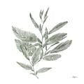 Picture of Leafy Look I _GroupedProduct_Square_Unframed_Print_Only_