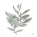 Picture of Leafy Look I _GroupedProduct_Square_Unframed_Print_Only_