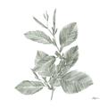 Picture of Leafy Look II _GroupedProduct_Square_Unframed_Print_Only_