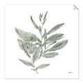 Picture of Leafy Look I _GroupedProduct_Square_Unframed_Print_Only_