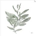 Picture of Leafy Look I _GroupedProduct_Square_Unframed_Print_Only_