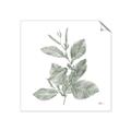 Picture of Leafy Look II _GroupedProduct_Square_Unframed_Print_Only_