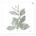 Picture of Leafy Look II _GroupedProduct_Square_Unframed_Print_Only_