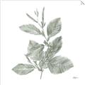 Picture of Leafy Look II _GroupedProduct_Square_Unframed_Print_Only_