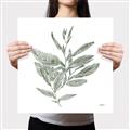 Picture of Leafy Look I _GroupedProduct_Square_Canvas_