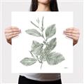 Picture of Leafy Look II _GroupedProduct_Square_Canvas_
