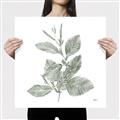 Picture of Leafy Look II _GroupedProduct_Square_Canvas_