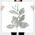 Picture of Leafy Look II _GroupedProduct_Square_Canvas_
