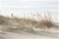Picture of Seaside Grass _GroupedProduct_Rectangle_Landscape_Unframed_Print_Only_