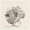 Picture of Coral Sketch II _GroupedProduct_Square_Unframed_Print_Only_