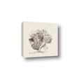 Picture of Coral Sketch II _GroupedProduct_Square_Canvas_