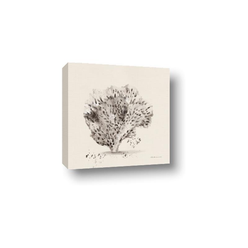 Picture of Coral Sketch II _GroupedProduct_Square_Canvas_