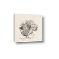 Picture of Coral Sketch II _GroupedProduct_Square_Canvas_