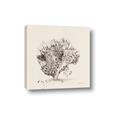 Picture of Coral Sketch II _GroupedProduct_Square_Canvas_