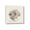 Picture of Coral Sketch II _GroupedProduct_Square_Canvas_