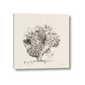 Picture of Coral Sketch II _GroupedProduct_Square_Canvas_