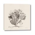 Picture of Coral Sketch II _GroupedProduct_Square_Canvas_