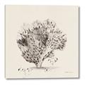 Picture of Coral Sketch II _GroupedProduct_Square_Canvas_