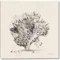 Picture of Coral Sketch II _GroupedProduct_Square_Canvas_