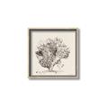 Picture of Coral Sketch II _GroupedProduct_Square_Canvas_Framed_