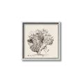 Picture of Coral Sketch II _GroupedProduct_Square_Canvas_Framed_