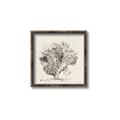 Picture of Coral Sketch II _GroupedProduct_Square_Canvas_Framed_