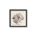 Picture of Coral Sketch II _GroupedProduct_Square_Canvas_Framed_