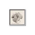 Picture of Coral Sketch II _GroupedProduct_Square_Canvas_Framed_