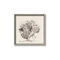 Picture of Coral Sketch II _GroupedProduct_Square_Canvas_Framed_