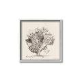 Picture of Coral Sketch II _GroupedProduct_Square_Canvas_Framed_