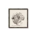 Picture of Coral Sketch II _GroupedProduct_Square_Canvas_Framed_