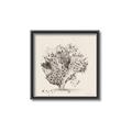 Picture of Coral Sketch II _GroupedProduct_Square_Canvas_Framed_