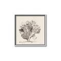Picture of Coral Sketch II _GroupedProduct_Square_Canvas_Framed_