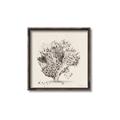 Picture of Coral Sketch II _GroupedProduct_Square_Canvas_Framed_