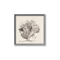 Picture of Coral Sketch II _GroupedProduct_Square_Canvas_Framed_