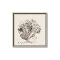 Picture of Coral Sketch II _GroupedProduct_Square_Canvas_Framed_