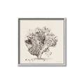 Picture of Coral Sketch II _GroupedProduct_Square_Canvas_Framed_