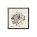 Picture of Coral Sketch II _GroupedProduct_Square_Canvas_Framed_