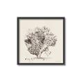 Picture of Coral Sketch II _GroupedProduct_Square_Canvas_Framed_
