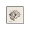 Picture of Coral Sketch II _GroupedProduct_Square_Canvas_Framed_