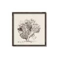 Picture of Coral Sketch II _GroupedProduct_Square_Canvas_Framed_