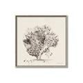 Picture of Coral Sketch II _GroupedProduct_Square_Canvas_Framed_