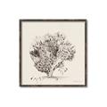Picture of Coral Sketch II _GroupedProduct_Square_Canvas_Framed_