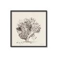 Picture of Coral Sketch II _GroupedProduct_Square_Canvas_Framed_