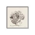 Picture of Coral Sketch II _GroupedProduct_Square_Canvas_Framed_