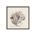 Picture of Coral Sketch II _GroupedProduct_Square_Canvas_Framed_