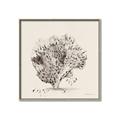 Picture of Coral Sketch II _GroupedProduct_Square_Canvas_Framed_