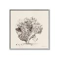 Picture of Coral Sketch II _GroupedProduct_Square_Canvas_Framed_