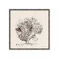 Picture of Coral Sketch II _GroupedProduct_Square_Canvas_Framed_